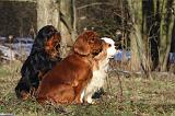 CAVALIER KING CHARLES 347